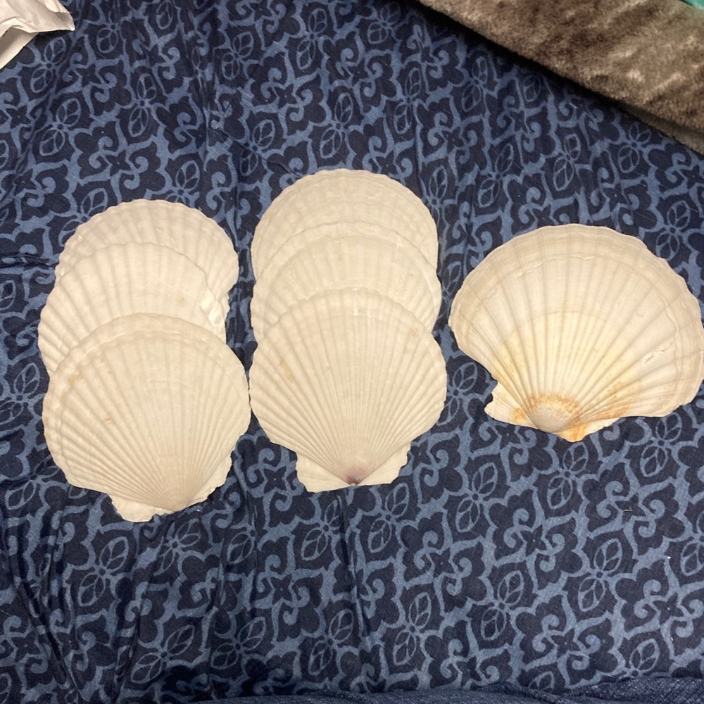 Set of White Seashells